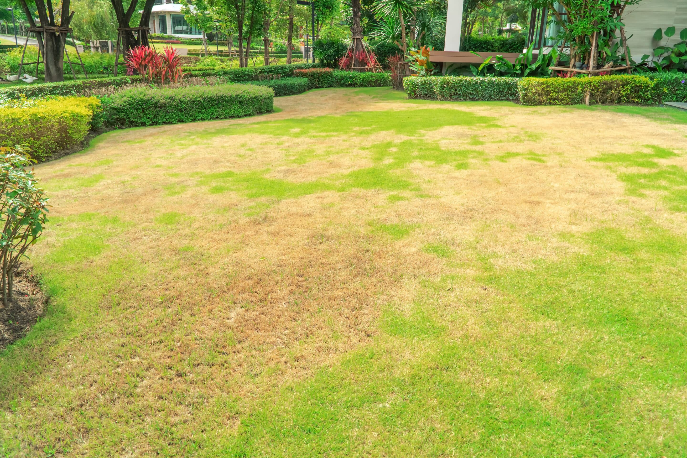 lawn with large patches of burnt out grass from drought conditions - Well Manager